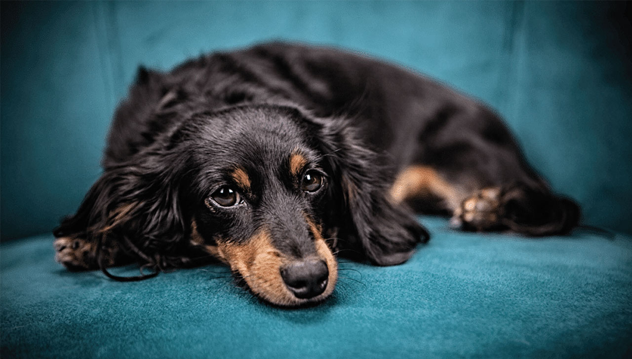 dog-left